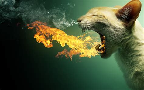 Cat In Fire Wallpapers Hd Desktop And Mobile Backgrounds