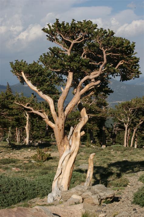 Bristlecone Pine By Dnvsierravista On Deviantart