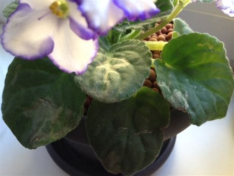 I am very puzzled about my african violets; Help with African Violet: Leaves with spots