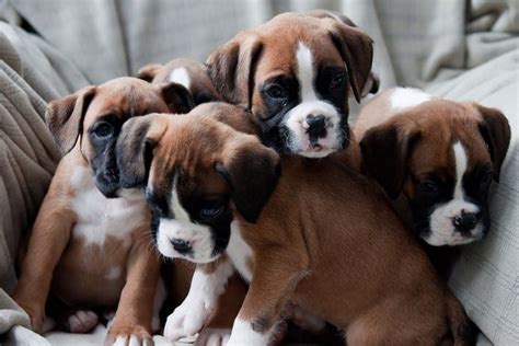 Puppy Pic 2 Boxer Puppies Boxer Dog Puppy Boxer Dogs