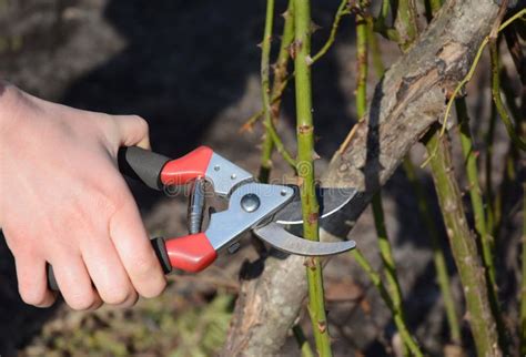 Pruning Roses In Spring A Gardener Is Removing Old Rose Stems With