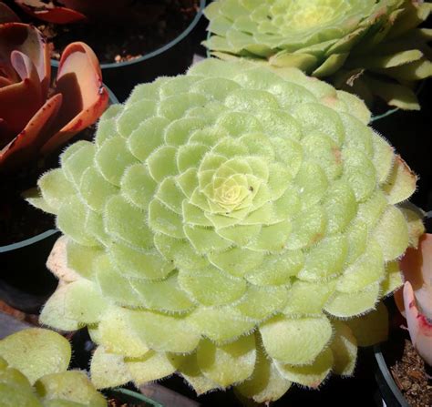 Founded in 2002, cactus jungle is a retail nursery and garden center in berkeley, california. Aeonium tabuliforme - Cactus Jungle