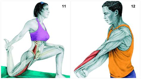 36 Pictures To See Which Muscle Youre Stretching Lifehack