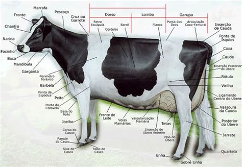 Cortes de la vaca en portugués español e inglés Partes de la misa