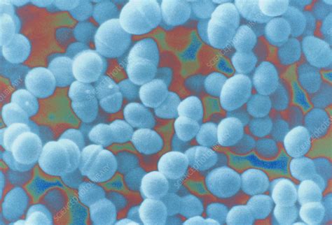 Streptococcus Faecium Bacteria Sem Stock Image B2360133 Science