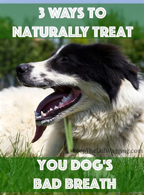 3 Ways To Naturally Treat Your Dogs Bad Breath Keep The Tail Wagging