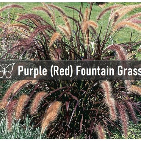 Purple Fountain Grass Etsy