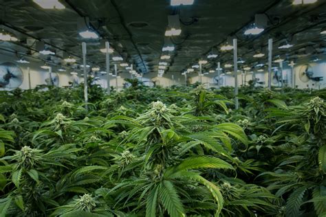 Grow Op Farms Home Premium Cannabis Grower
