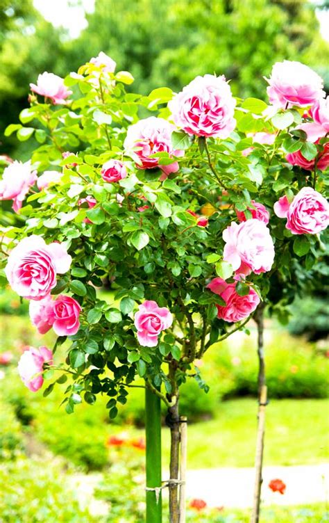 How To Grow Rose Bush In Your Garden Garden Design Ideas