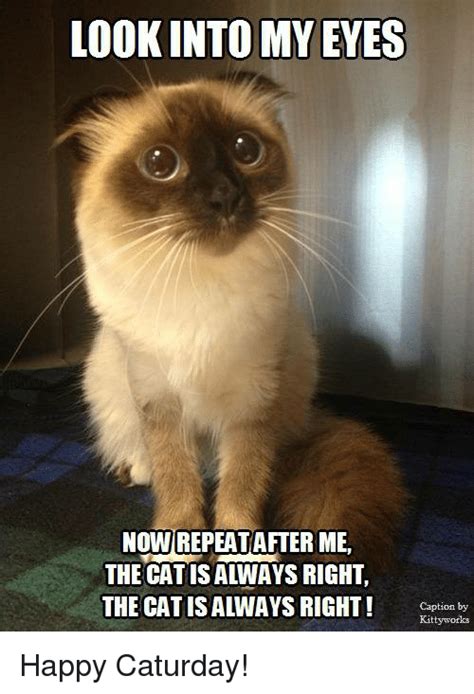 Saturday memes ducani meme home buddy dammit frank keep it together memecenter com happy 54361140. 25+ Best Memes About Captioned and Kitties | Captioned and Kitties Memes