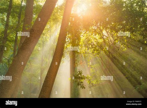 Rays Of Sunlight And Green Forest Stock Photo Alamy