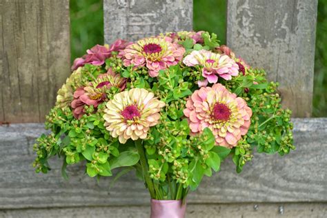 Find & download free graphic resources for zinnia flower. Wedding Flowers from Springwell: Summertime is Zinnia Time!