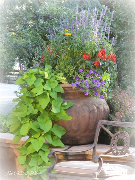 Exact flowers and colors will vary but overall style/temperament will remain the same. Summer Container Gardening | The Gilded Bloom