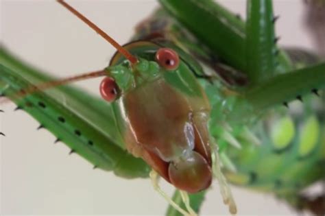 Watch Heres What It Looks Like When A Giant Insect Breathes