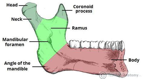 The Mandible Structure Attachments Fractures Teachmeanatomy