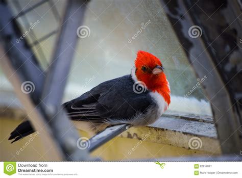 Red Crested Cardinal Perching Stock Image Image Of Close View 82817081