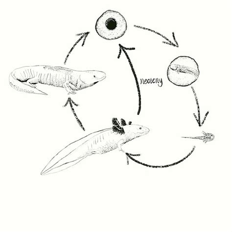 Axolotl Metamorphosis Neoteny Diagram Photographic Print By