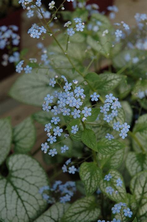 Jack Frost Bugloss Clearview Nursery