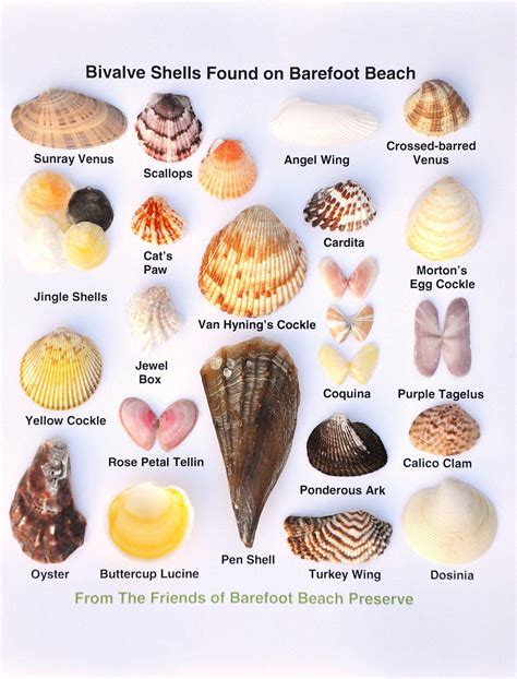 Friends Of Barefoot Beach Preserve Shells Naples Fl Sea Shell Decor