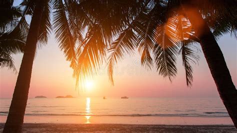Wonderful Sunset On The Beach With Coconut Trees Nature Stock Photo