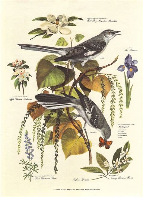 Vintage Arthur Singer Mockingbird Bird Botanical Print Bird Prints