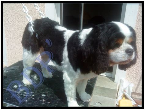 Cavalier King Charles | BDP' Toilettage