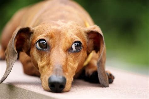 I read in a magazine woman's world about your service to give pet medical advice. Help! Why Is My Dog Vomiting Undigested Food? (and what ...