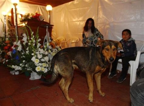 Un Perro En Chile Acompañó A Su Dueño Arrollado Hasta Que Murió