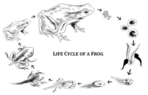 Schematic Representation Of The Various Stages In The Life Cycle Of A