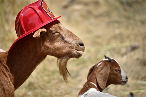 Anaheim Fire And Rescue Has Really Got Your Goats When It Comes To