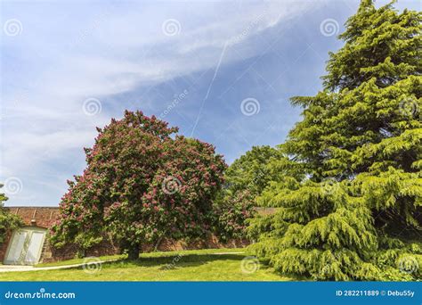 Horse Chestnut Tree With Pink Flowers In A Park Stock Image Image Of