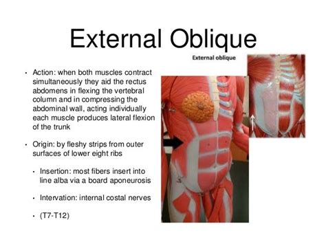 Internal Oblique Actions Innervation Teachmeanatomy