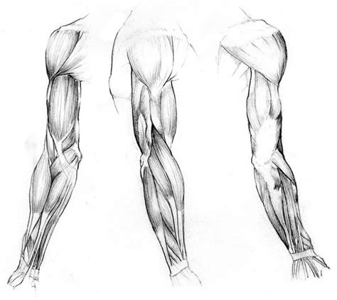 Study Of Arm Muscles By Kaliptus On Deviantart