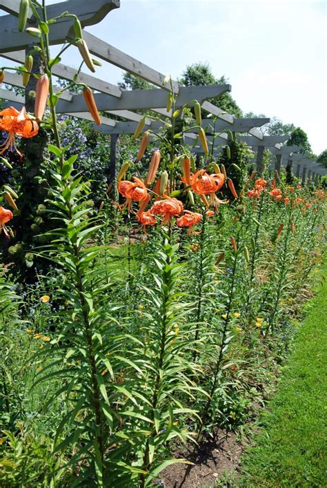 Blooming Tiger Lilies The Martha Stewart Blog