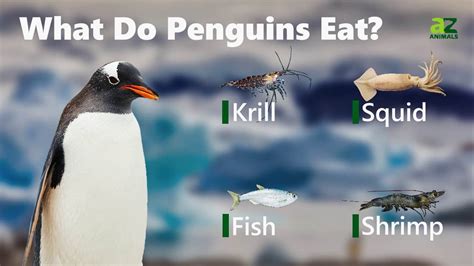 Penguin Eating Krill