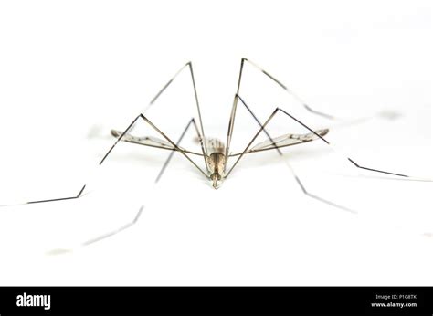 Macro Of Mosquito On White Background Close Up Of Big Mosquitoes On
