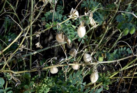 Pois Chiche Planter Et Cultiver Ooreka