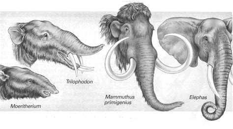 Elephant Evolution Prehistoric Animals Elephant Anatomy Ancient Animals