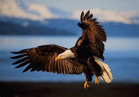 Ready stiker tato burung elang eagle tattoo sticker temporary. RAJAWALI | SAHAM PEMENANG+