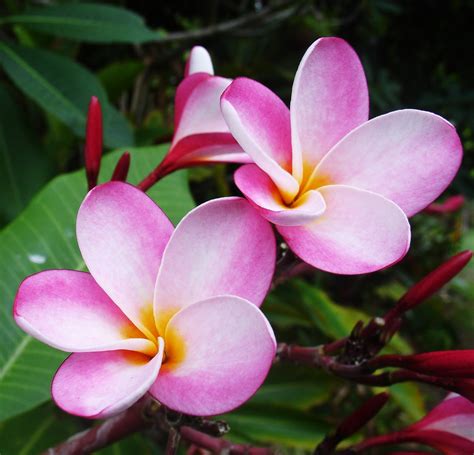 My Hawaiian Home Wordless Wednesday Tropical Flowers