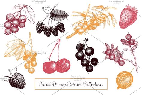 Hand Drawn Berries Collection Pre Designed Illustrator Graphics