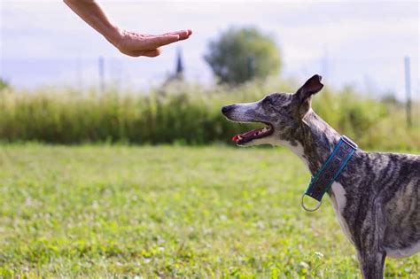 Back To Basics Teaching Your Dog To Stay The Dogington Post