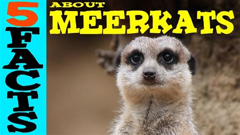 5 Facts About Meerkats Youtube