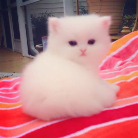 It is a chinchilla silver persian kitten, pictured from birth to 8 weeks of age. Persian Kittens For Sale | Teacup Kittens