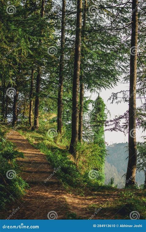 Narrow Pathway Through The Trees Nature Path Through Woods Stock