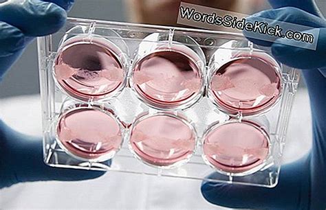Lab Grown Vaginas Ge Mplanteerd In Meisjes Gezondheid