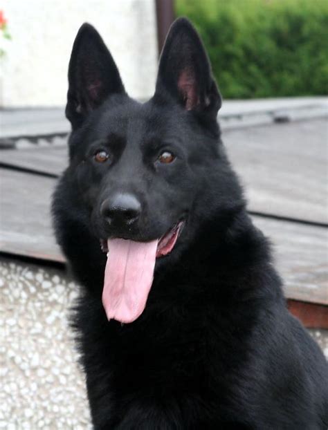 Black German Shepherd Puppynet