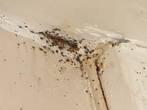 Fecal Spotting And Bed Bugs On Wall2 Bed Bugs