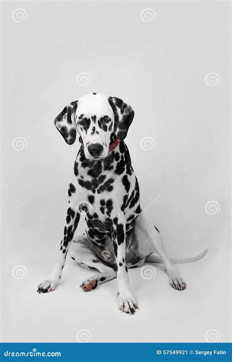 Dalmatian Dog Sitting Stock Image Image Of Looking Profile 57549921