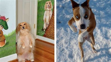 17 Standing Dog Pictures That Are Really Awkward 5 Is Just Hilarious